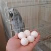 AFRICAN GERY PARROT EGGS FOR SALE USA