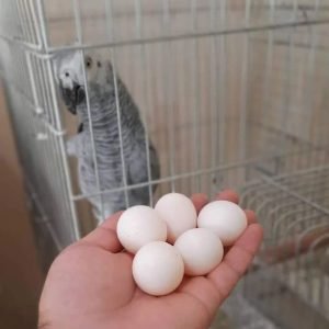 AFRICAN GERY PARROT EGGS FOR SALE USA