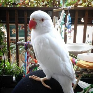 ARA - Parakeet Parrot