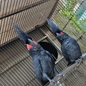 BLACK PAML COCKATOO