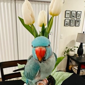 BLU - Indian Ringneck