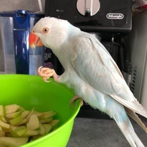 CARYS - Indian Ringneck