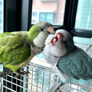 CHIPIE & KAI (PAIR) - Parakeet Parrots