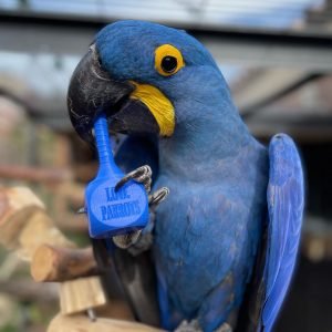 CLAUDIA - Hyacinth Macaw
