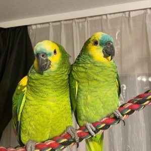 CLOE & KLEN (PAIR)