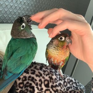 EDEN & NERRIS (PAIR) - Conure Parrots