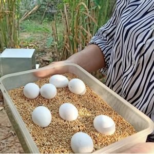 FERTILE AMAZON PARROT EGGS