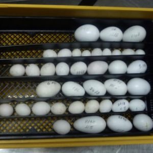 FERTILE BLUE AND GOLD MACAW EGGS
