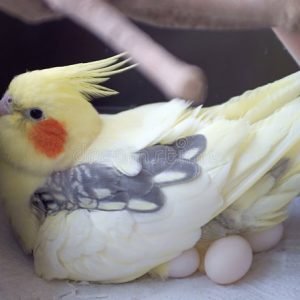 FERTILE COCKATIEL PARROT EGGS