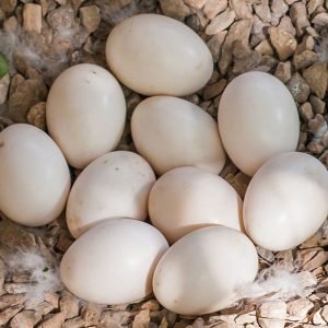 FERTILE COCKATOO PARROT EGGS
