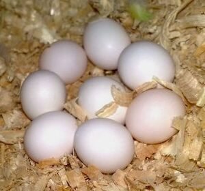 FERTILE CONURE EGGS