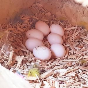 FERTILE ECLECTUS PARROT EGGS