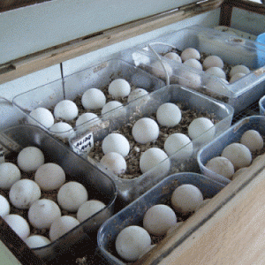 FERTILE HARLEQUIN MACAW EGGS
