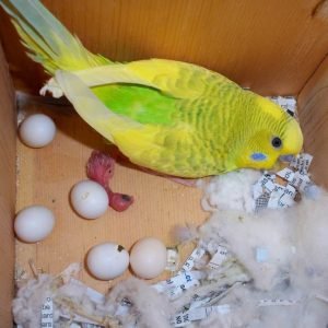 FERTILE PARAKEET EGGS