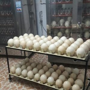 FERTILE TOUCAN PARROT EGGS