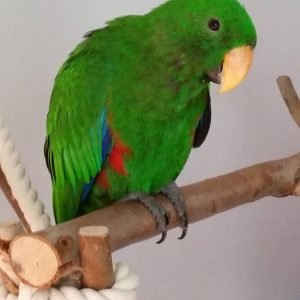 GARVY - Eclectus Parrot