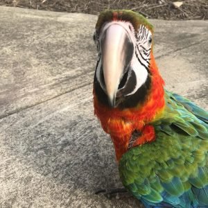 HARLEQUIN MACAW