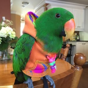 JADE - Eclectus Parrot