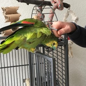 JARKO