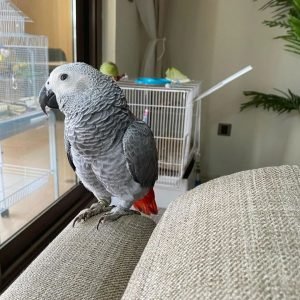 KEVIN