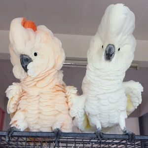 KRIS & MILLA (PAIR)