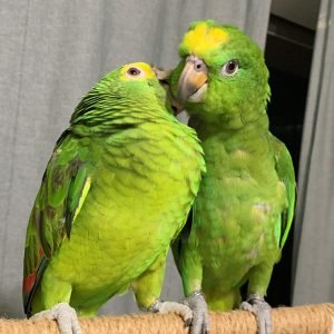 LEE & LOLA (PAIR)