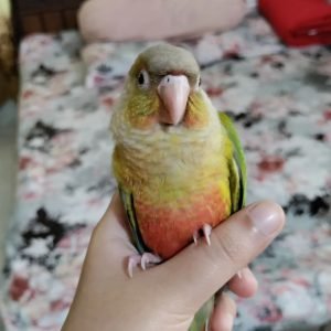 LESTA - Conure Parrot