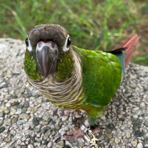 MOFFI - Conure Parrot