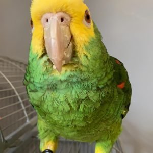 MOJITO