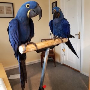 NILSON & MHIZ (PAIR) - Hyacinth Macaws
