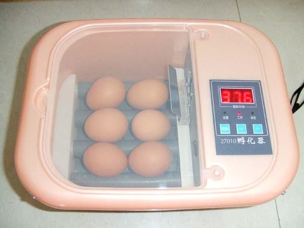 PARROT EGGS INCUBATOR FOR SALE USA