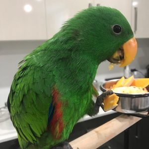 PETRA - Eclectus Parrot