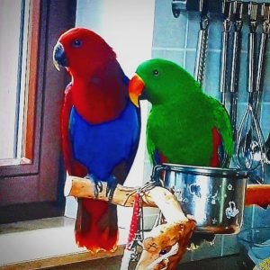 PETRUS & MARRY (PAIR) - Eclectus Parrots