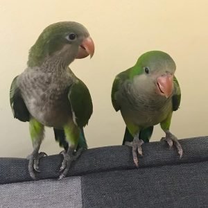 QUAKER PARROT