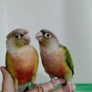 ROSTER & HELLA (PAIR) - Conure Parrots