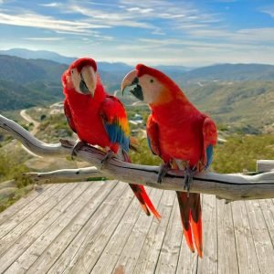SCARLET MACAW