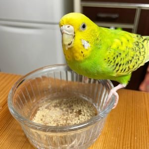 TERRY - Parakeet Parrot
