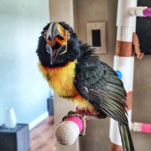 TOUCAN