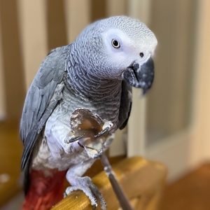 ZARKO