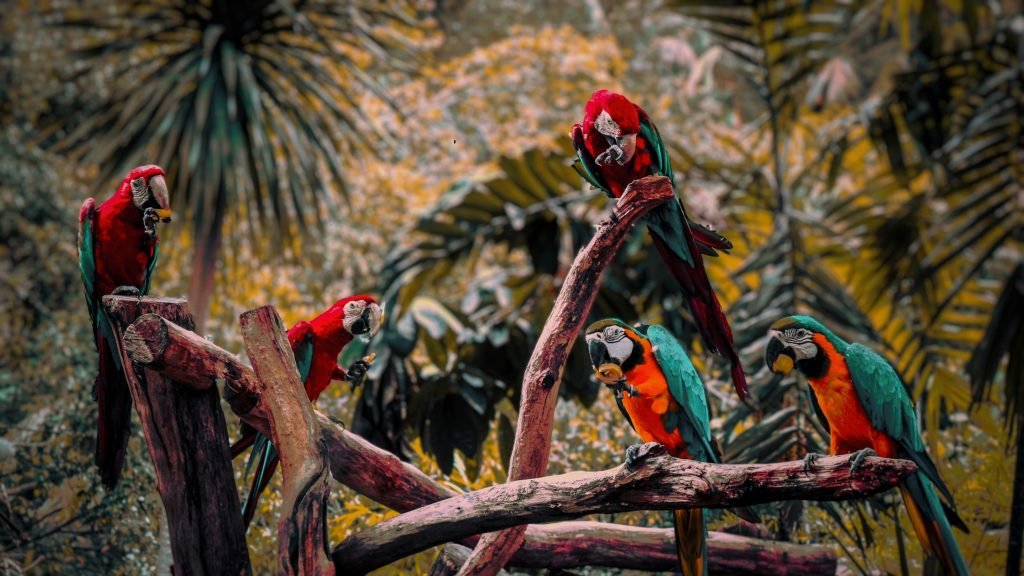PARROTS FOR SALE USA