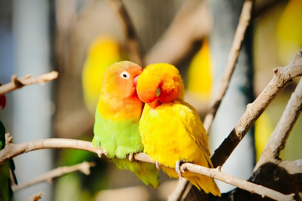 parrots for sale usa