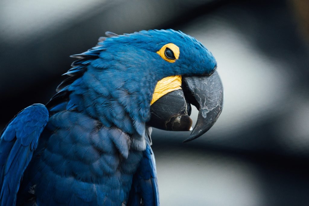 parrots for sale usa