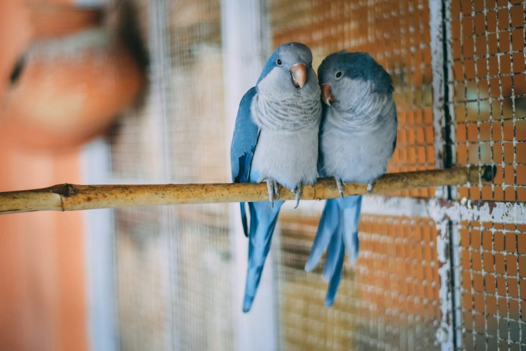 Parrots for sale usa