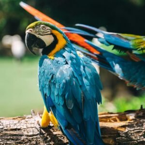 BLUE AND GOLD MACAW FOR SALE