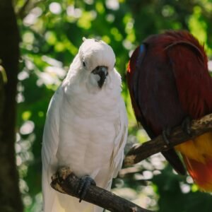 COCKATOO PARROT FOR SALE