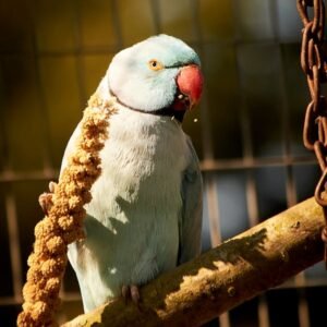 AMAZON PARROT FOR SALE