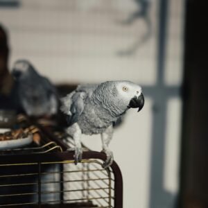 AFRICAN GREY PARROTS FOR SALE USA